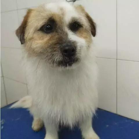 上海宠物领养阿拉斯加,上海宠物领养活动