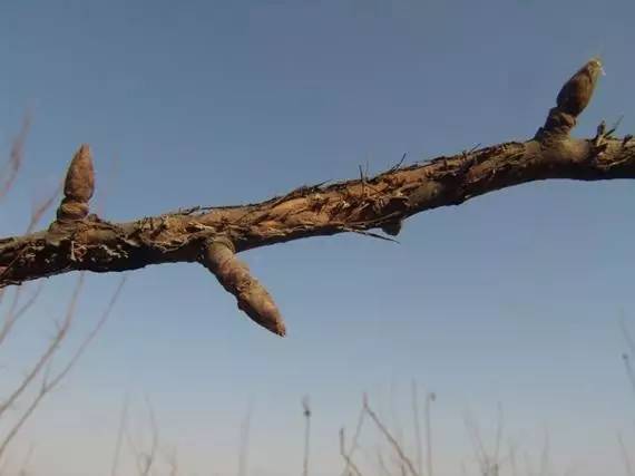 农技助春耕视频大全,苹果园二月份管理要点