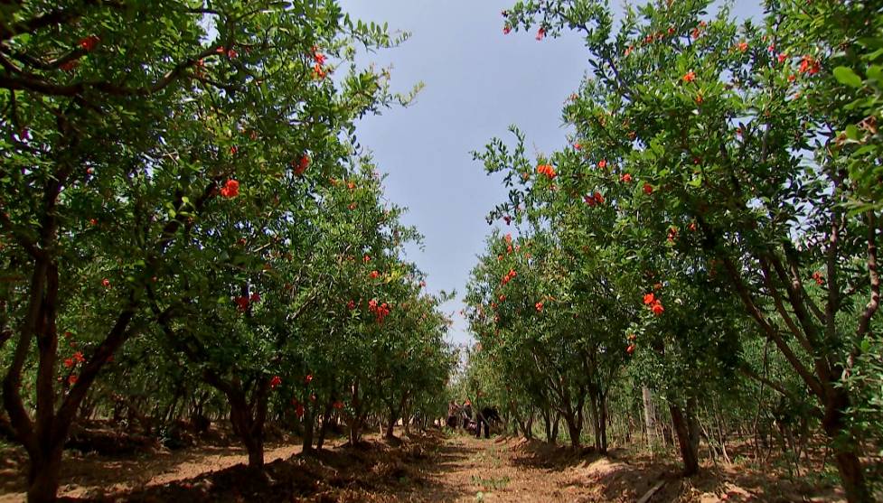 不用吐籽的石榴是哪种,吃石榴的正确方法石榴要不要吐籽
