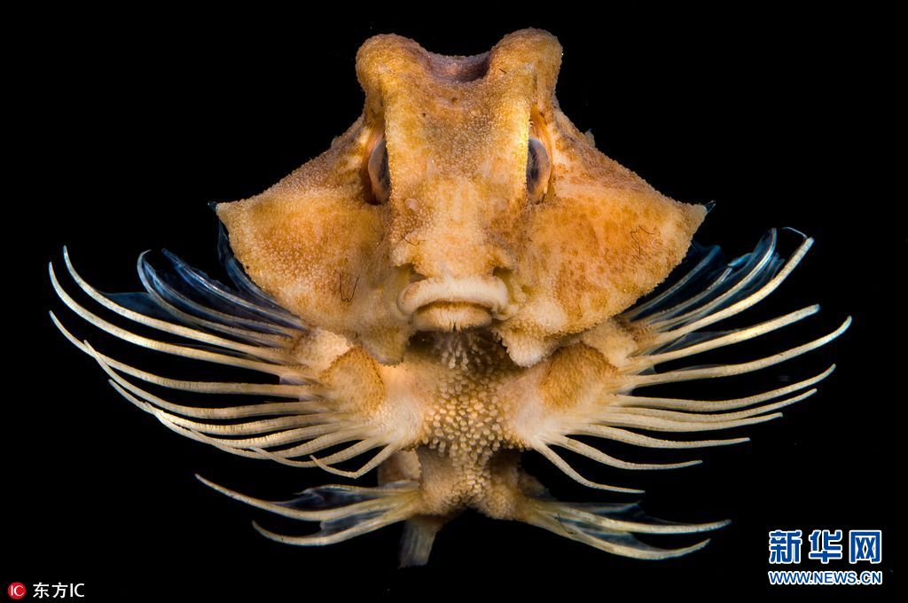 海洋世界奇特的动物,各种奇妙的海洋生物