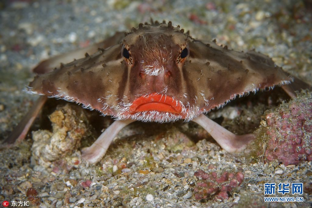 海洋世界奇特的动物,各种奇妙的海洋生物