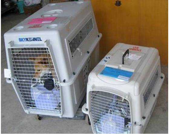 宠物狗能不能上飞机托运,飞机托运狗狗受伤