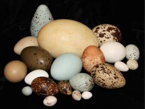 达芬奇学画鸡蛋是不是学了三年,小达芬奇画鸡蛋故事