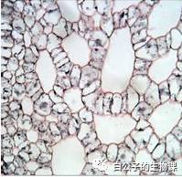 300倍显微镜能观察什么,什么东西可以通过显微镜来观察