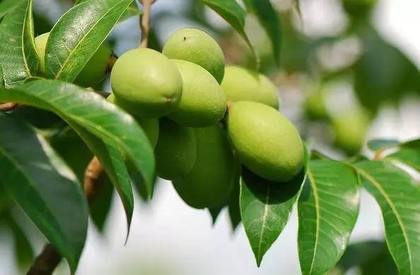 只有潮汕人才知道的花生牛奶,汕头特色水果品种有哪些