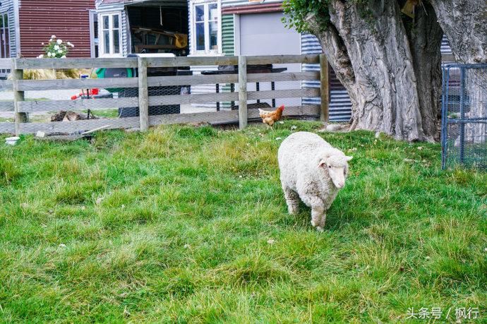 新西兰星空小镇最全攻略,新西兰tekapo旅游攻略