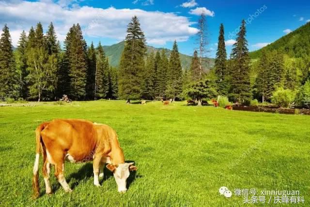 养牛一定要注意防暑降温,夏天养牛高温天气怎么办