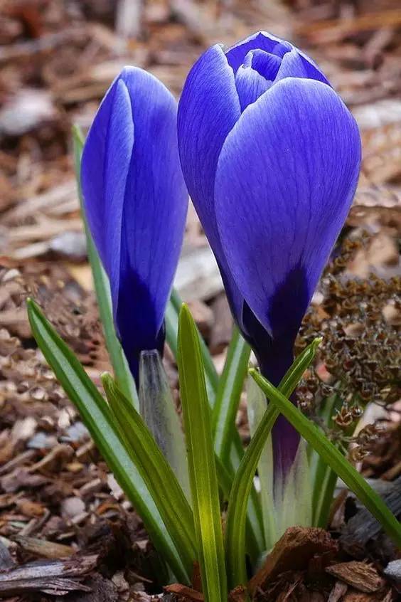 罕见的花红色,正宗藏红花西藏的藏红花