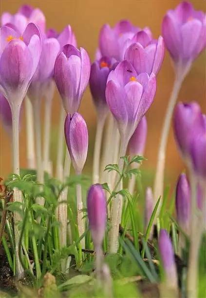 罕见的花红色,正宗藏红花西藏的藏红花