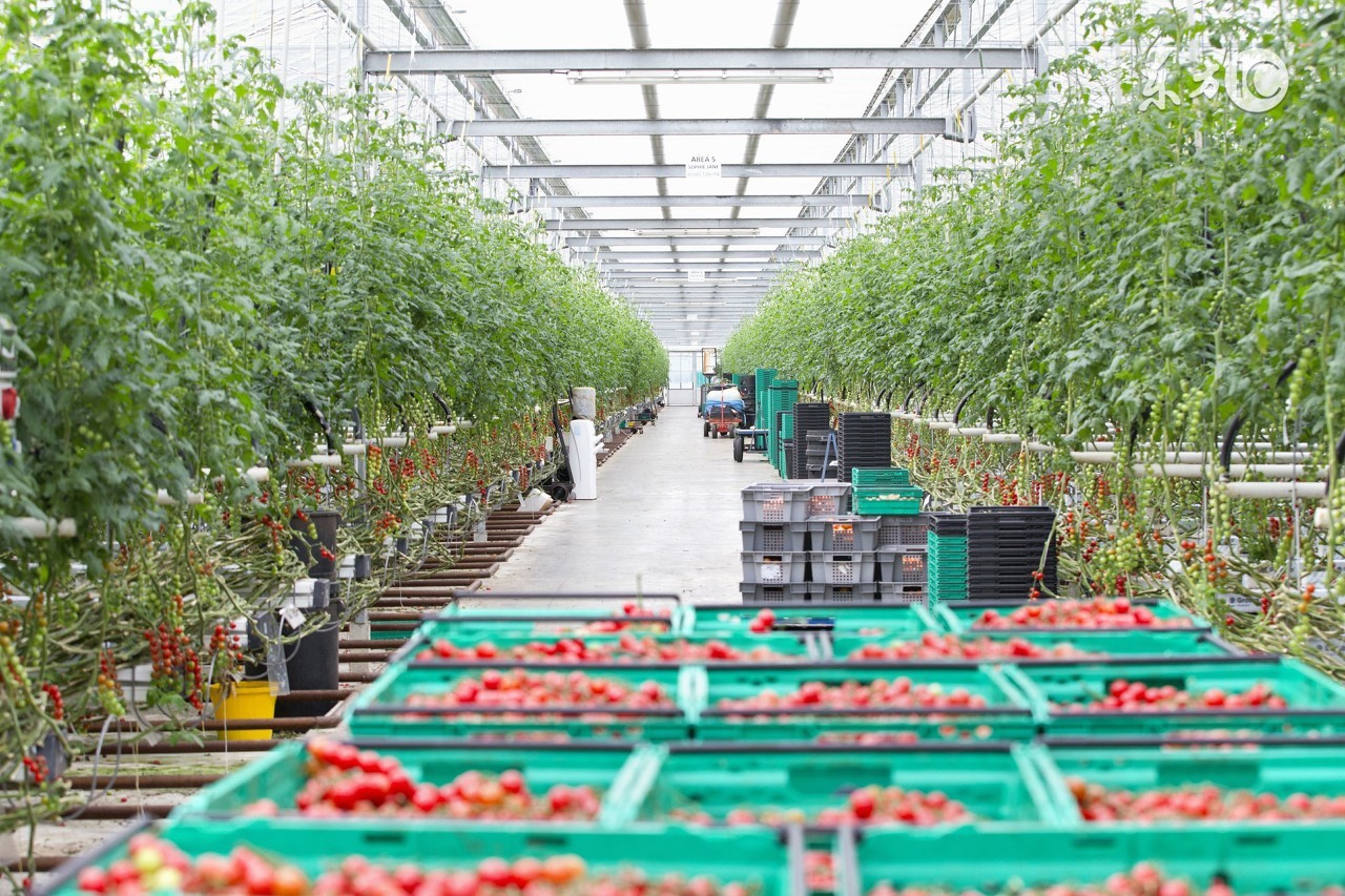 农业物联网有哪些经济效益,农业实现物联网的好处