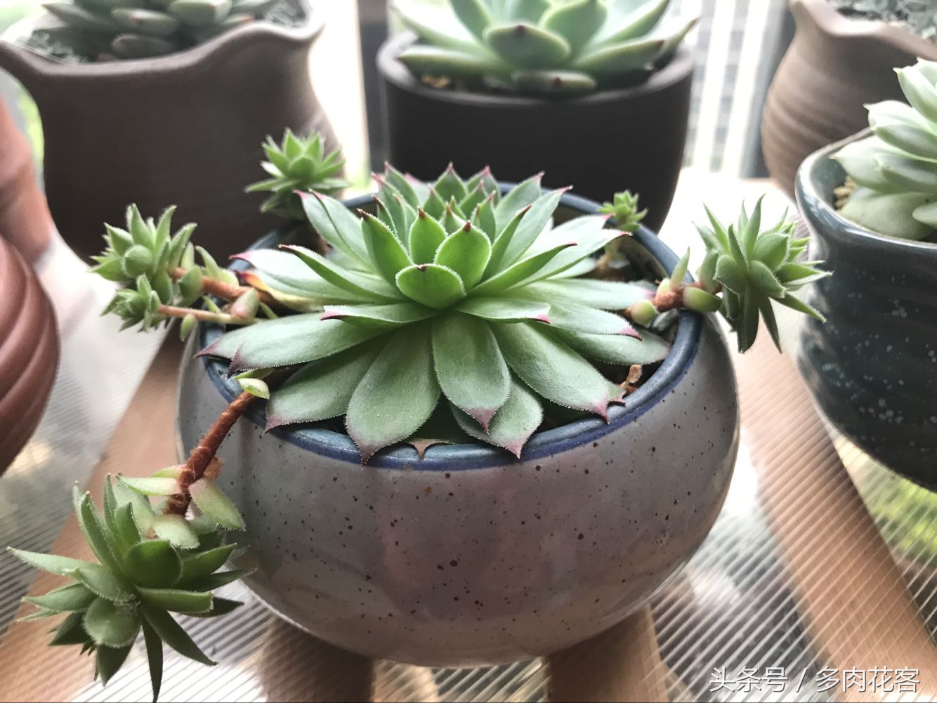 夏天多肉晒伤后怎么补救,多肉在夏季晒伤怎么办