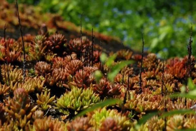 农村瓦房顶上常见多肉 (房顶上都是多肉视频)