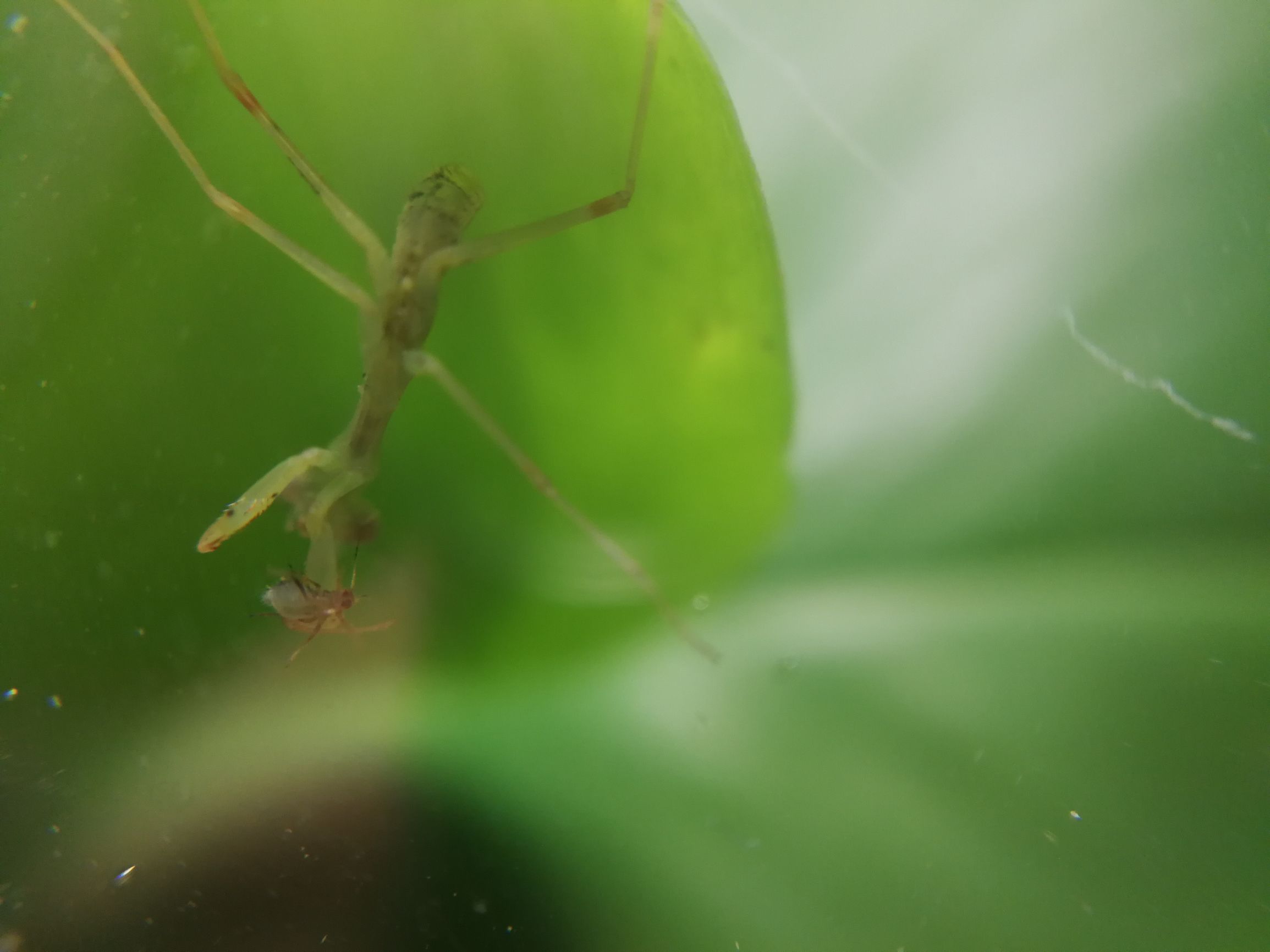 你见过迷你小螳螂吗,小螳螂吃小虫子吗