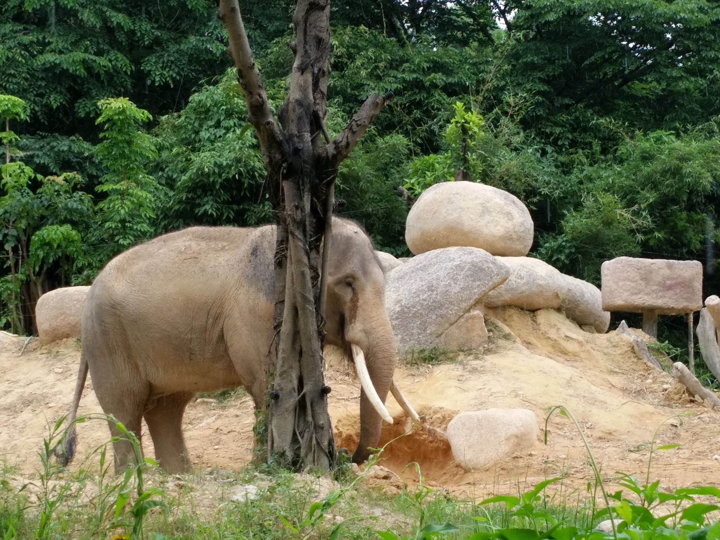 带一岁半宝宝去长隆野生动物园,长隆野生动物园最佳路线图