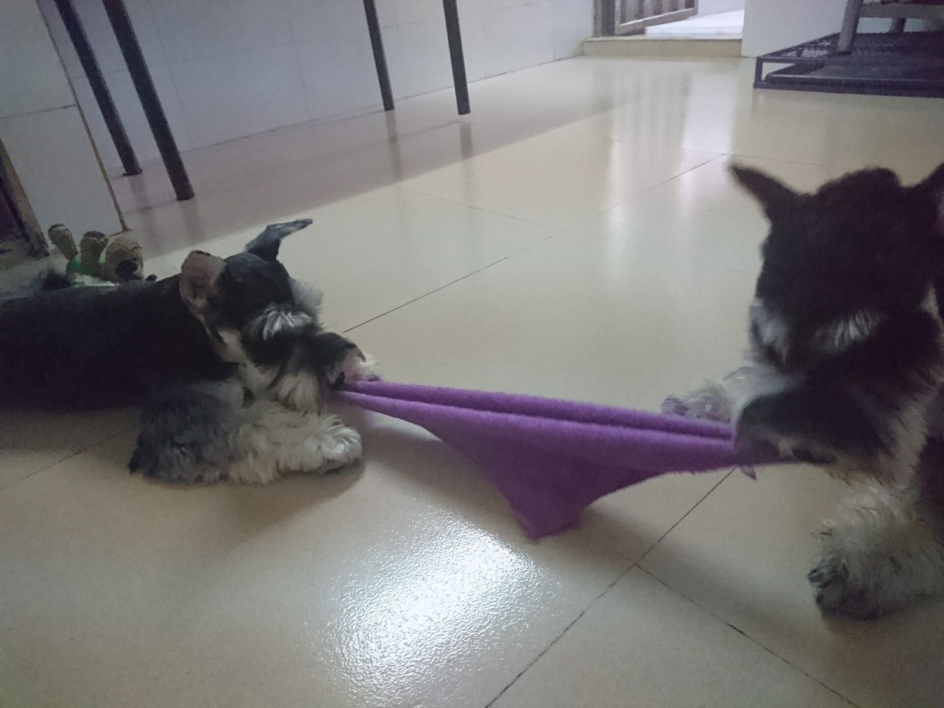 雪纳瑞狗狗最喜欢什么玩具,雪纳瑞狗狗喜欢玩什么玩具呀