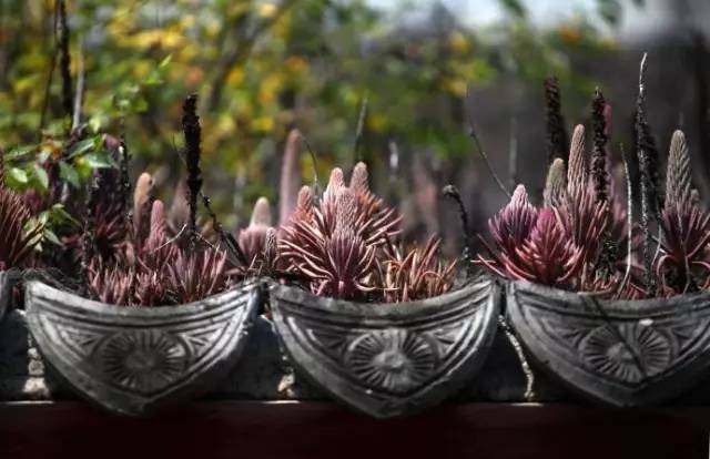 农村瓦房顶上常见多肉 (房顶上都是多肉视频)