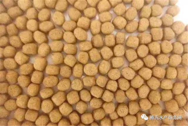 低成本养殖罗非,罗非养殖放养密度