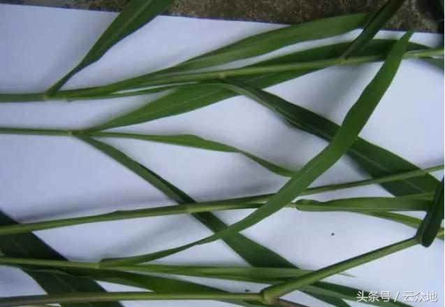 一季稻田间怎样除草更有效,稻田狗尾草怎么除