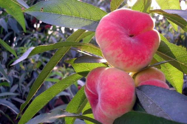 游威海,游威海该这样玩