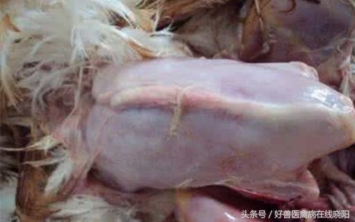 鸡怎样预防中暑,鸡中暑的症状图