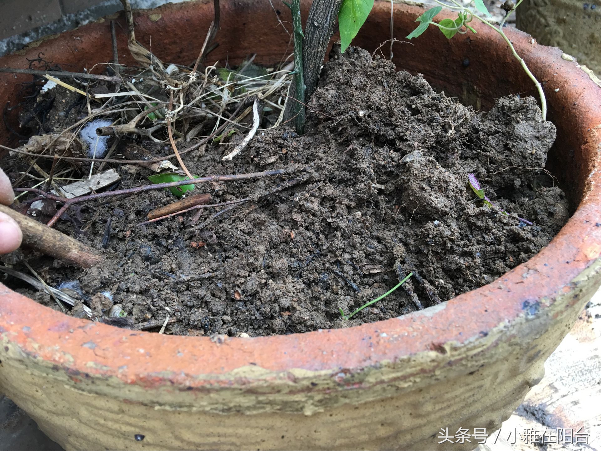 种花也要选对营养土,种花没有土只有沙子怎么办