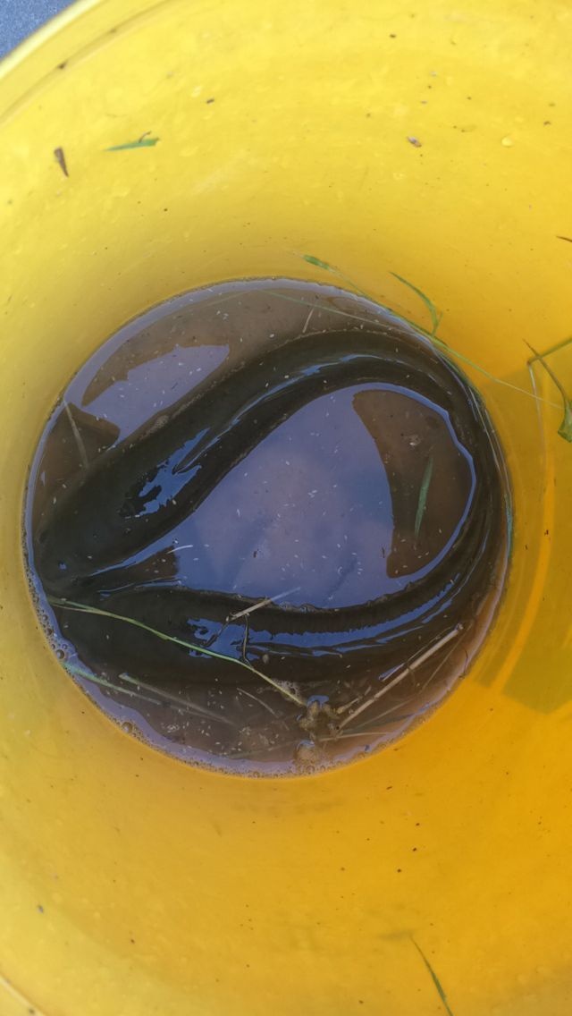 端午回老家钓到一条七星鱼竟然吐出了一条蛇！