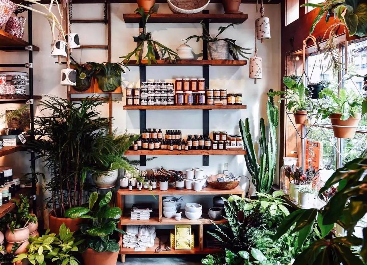卖的最好的植物店,植物店能买到哪些植物