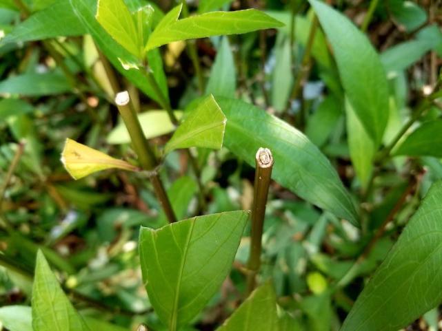 最新三星s8深度评测,三星s8耳机音质评测