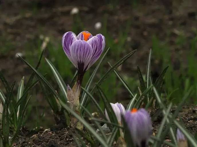 罕见的花红色,正宗藏红花西藏的藏红花