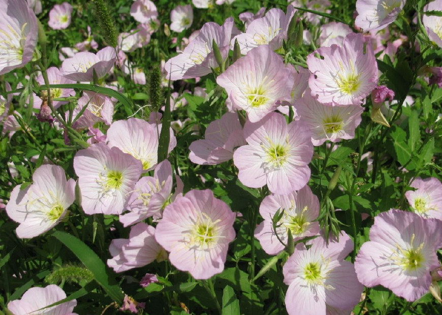 月见草含油量达25.1%含Y~亚麻酸达8.1%，最有开发前景