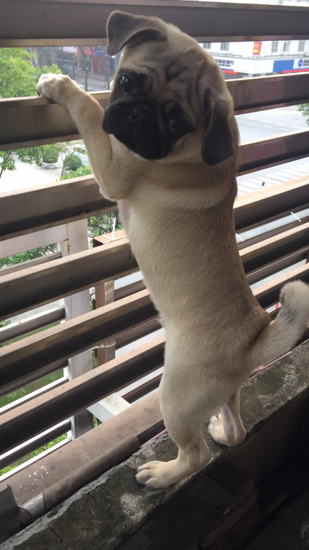 家有傻狗乐趣多,家有傻狗铲屎官的乐趣