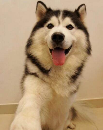 狗狗价格表又便宜又好养,宠物市场狗狗的价格