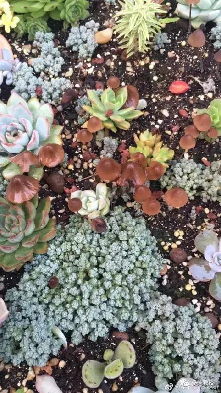 多肉的奇特之处,养的多肉长了蘑菇