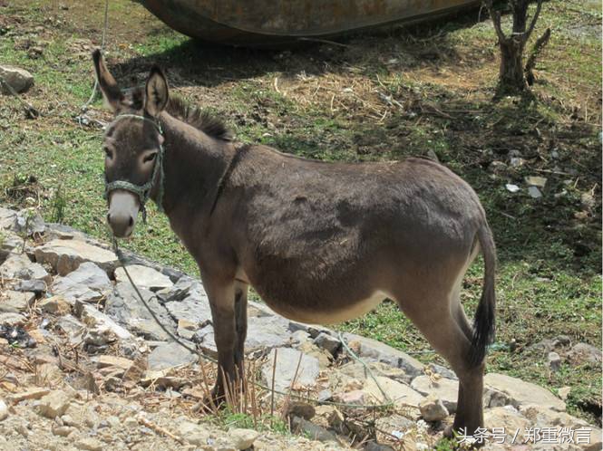 黔无驴原文,黔无驴原文意思