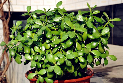 这些多肉自带臭味入手需谨慎,多肉的汁液进到眼睛怎么办