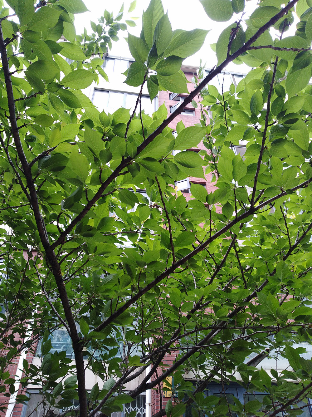 畅享7plus,华为畅享7plus