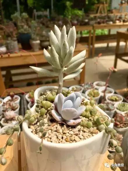 多肉的奇特之处,养的多肉长了蘑菇