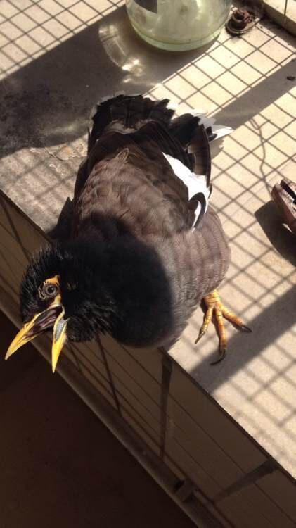 天下一场梦八哥训练第四集,八哥学话告诉我们道理是什么