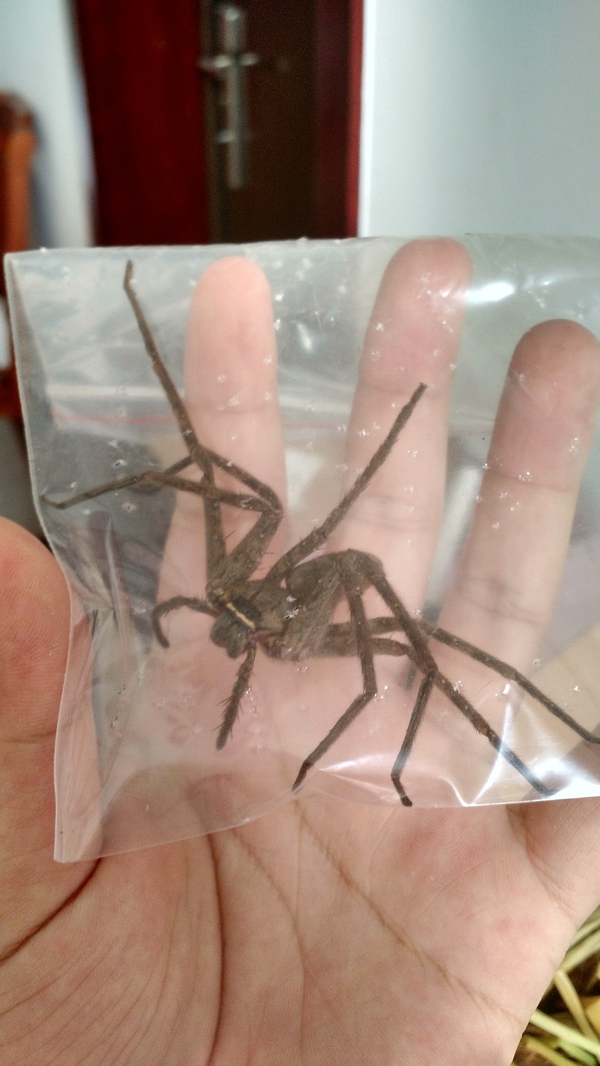 杀灭蟑螂的最有效办法,如何有效消灭家里蟑螂