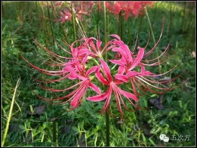 彼岸花是曼陀罗花吗,彼岸花是花中的什么