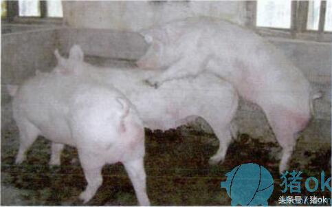母猪发情的表现有哪些?如何鉴定母猪是否发情?