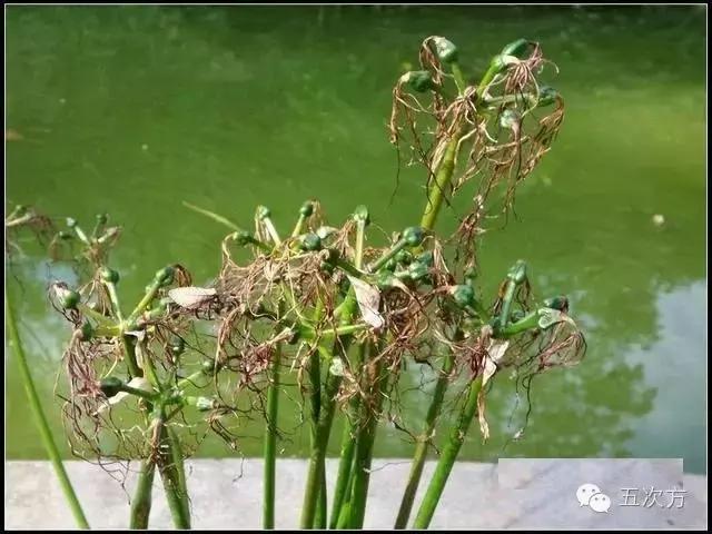 彼岸花是曼陀罗花吗,彼岸花是花中的什么