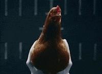 无鸡不成宴广府酒席,无鸡不成宴中山