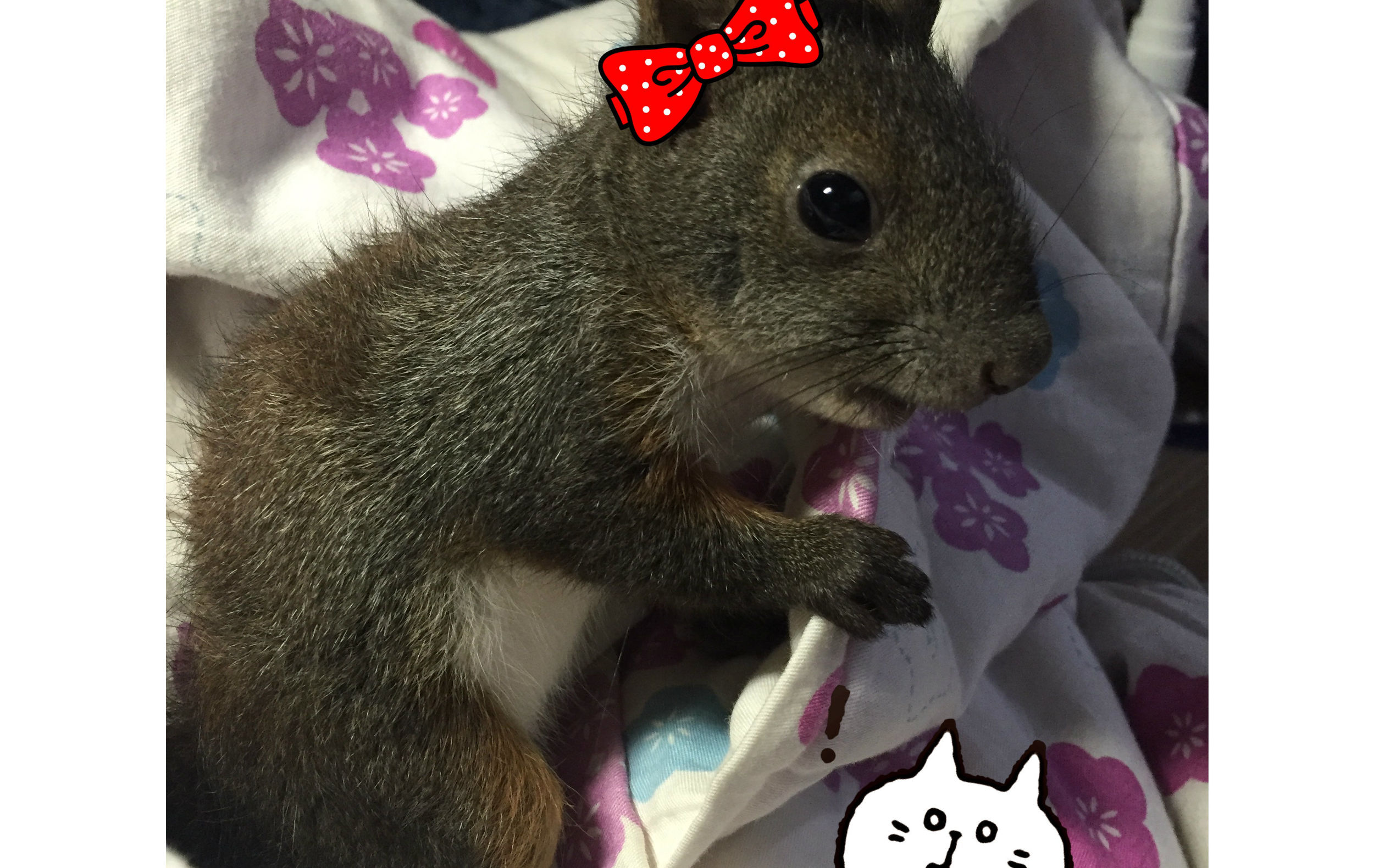 大魔王松鼠怎么驯服,松鼠魔王怎么饲养