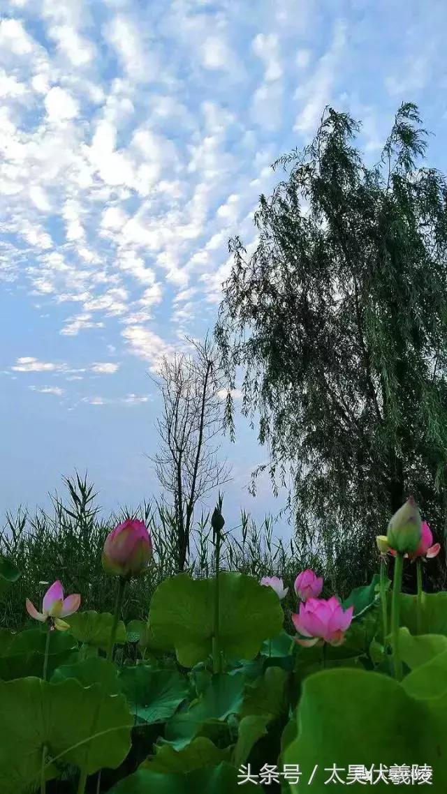淮阳龙湖风景区荷花节,淮阳龙湖风景区荷花盛开时期