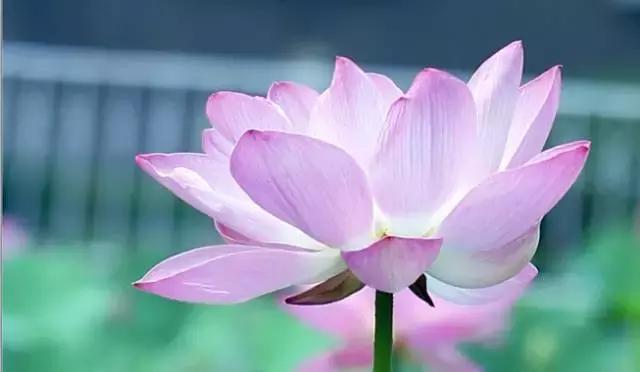 金华十大赏花景点排名,金华荷花景点大全