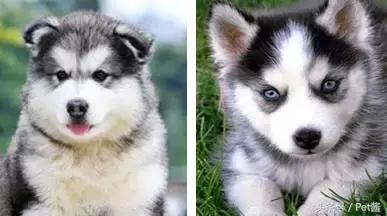 阿拉斯加头上三把火是窜的吗,阿拉斯加也有三把火是纯种吗