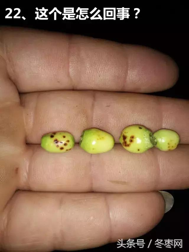 冬枣管理技术及答案,冬枣管理问题解答186期