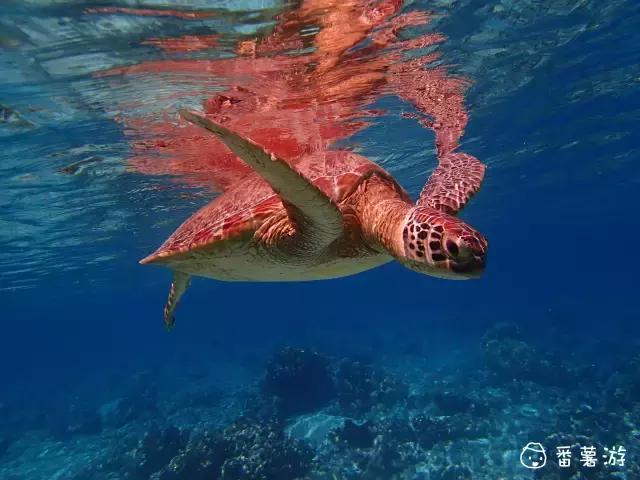 喜大普奔完整版视频,喜大普奔完整视频