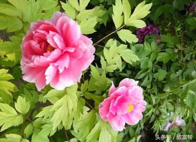 牡丹榨油,牡丹都能食用吗